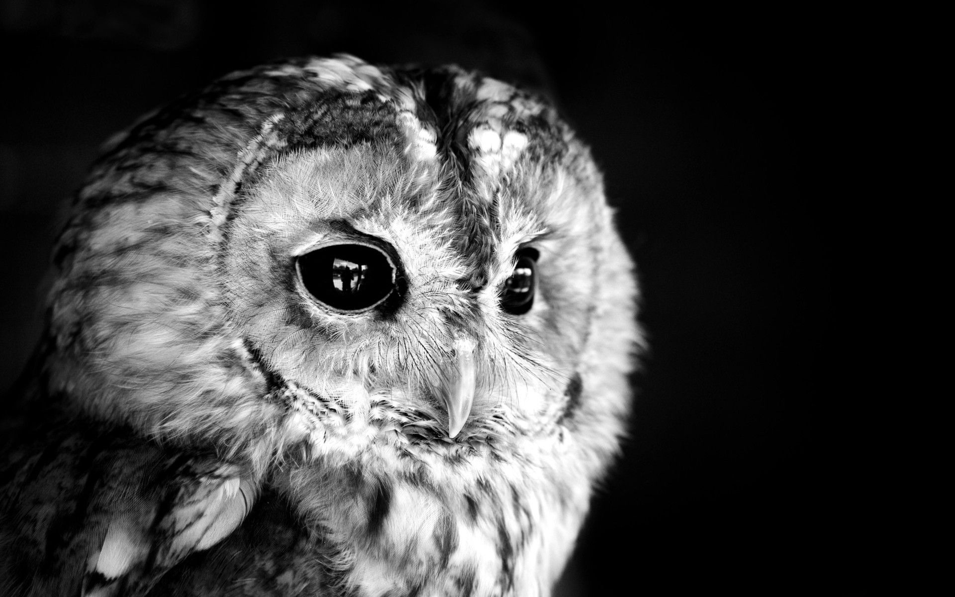 Black And White Owl Pictures Wallpapers