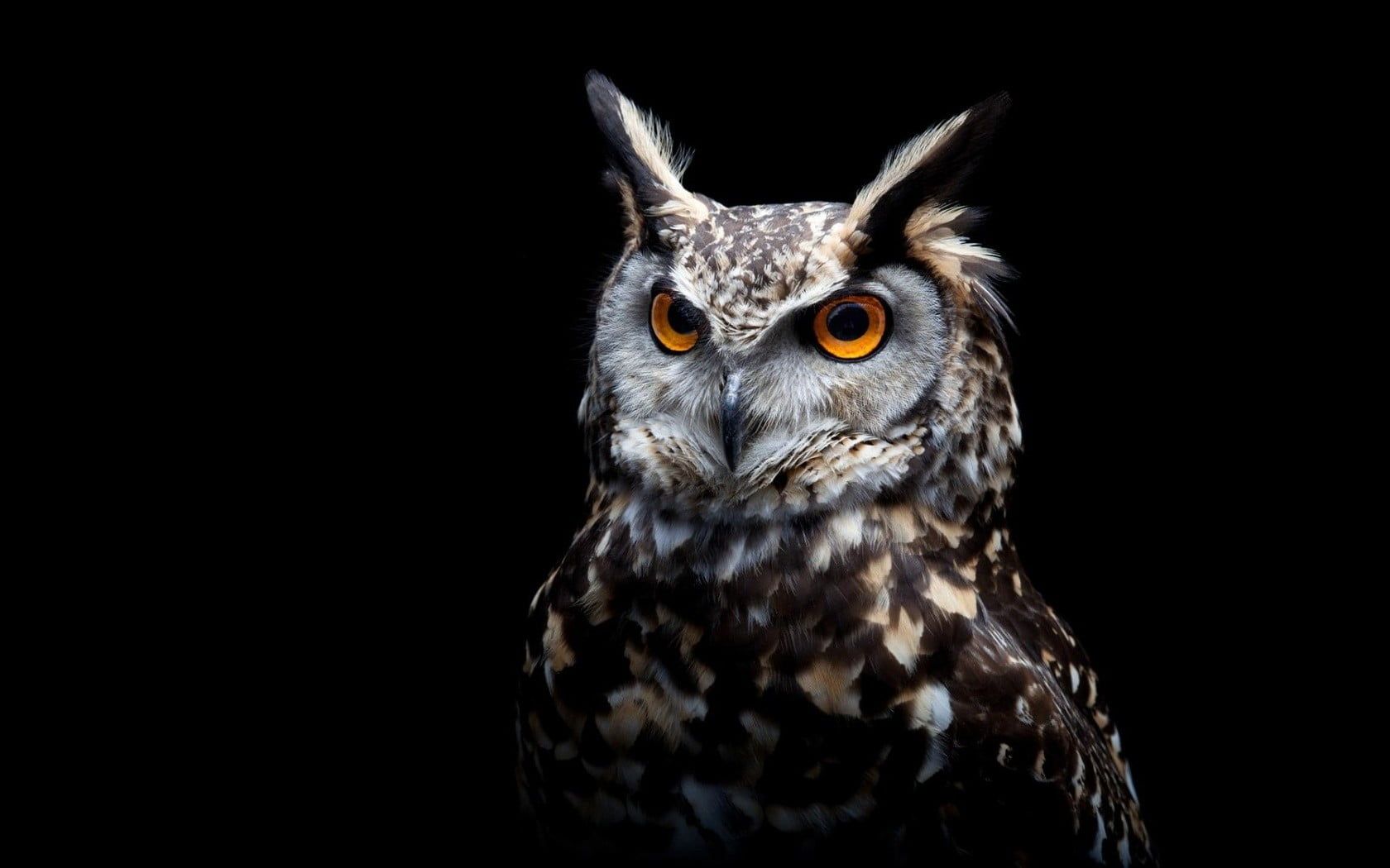 Black And White Owl Pictures Wallpapers