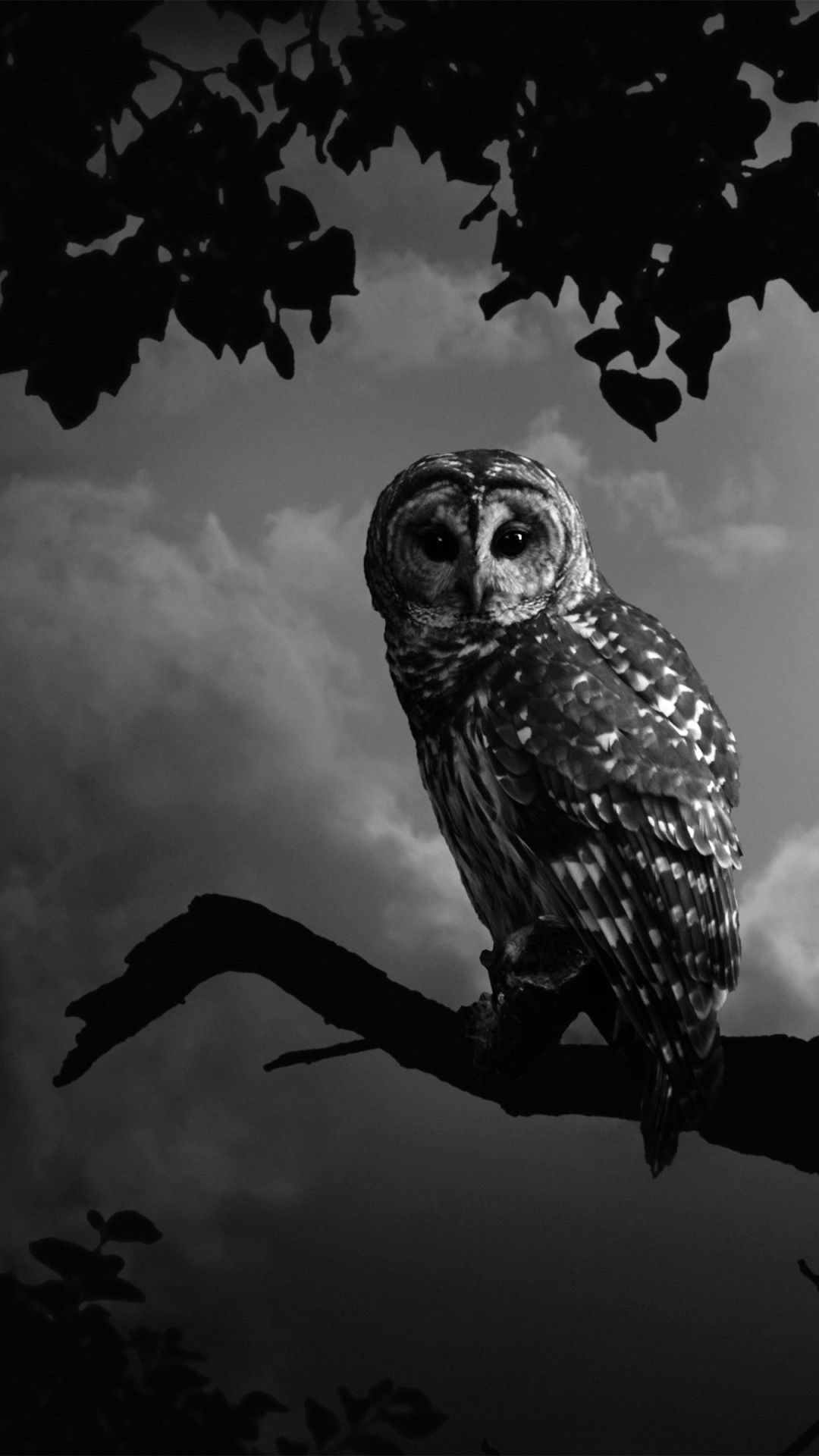 Black And White Owl Pictures Wallpapers