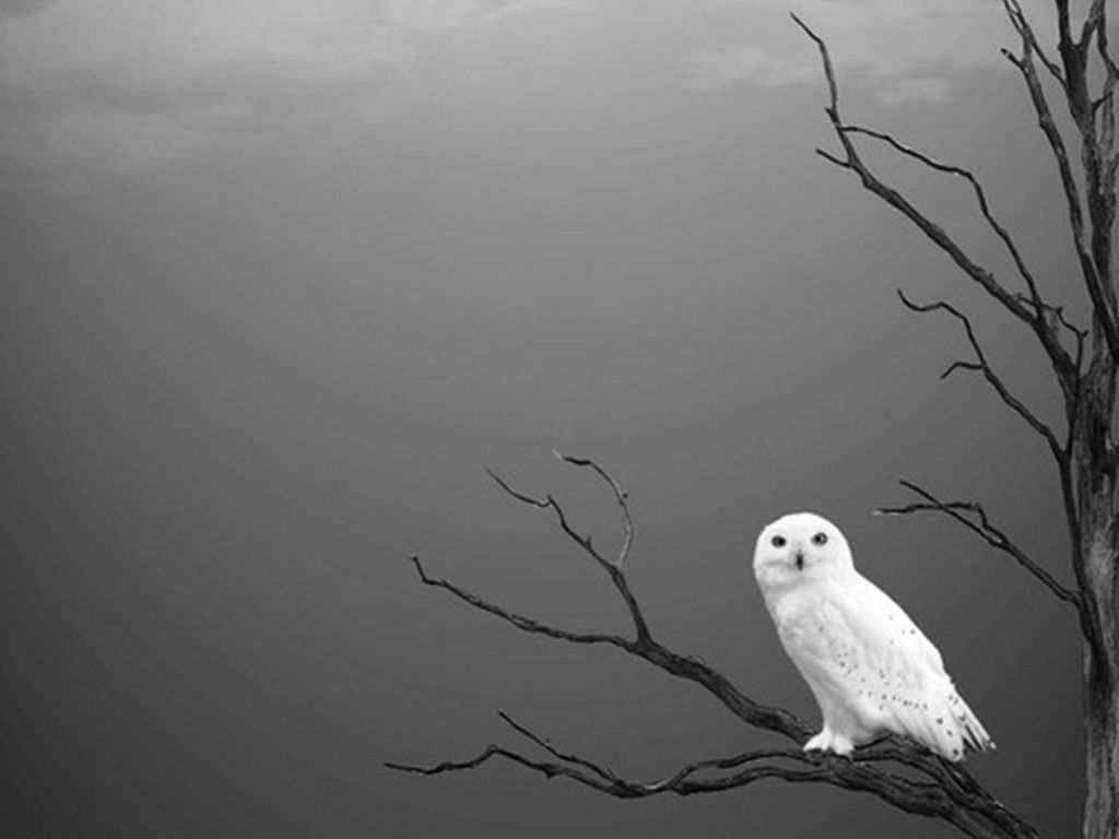 Black And White Owl Pictures Wallpapers