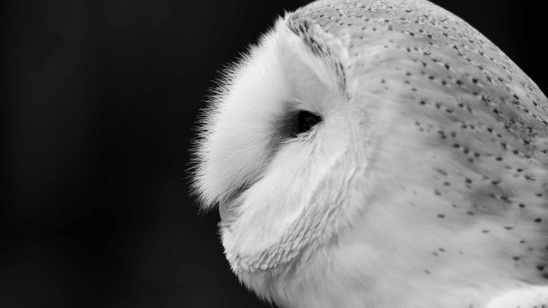 Black And White Owl Pictures Wallpapers