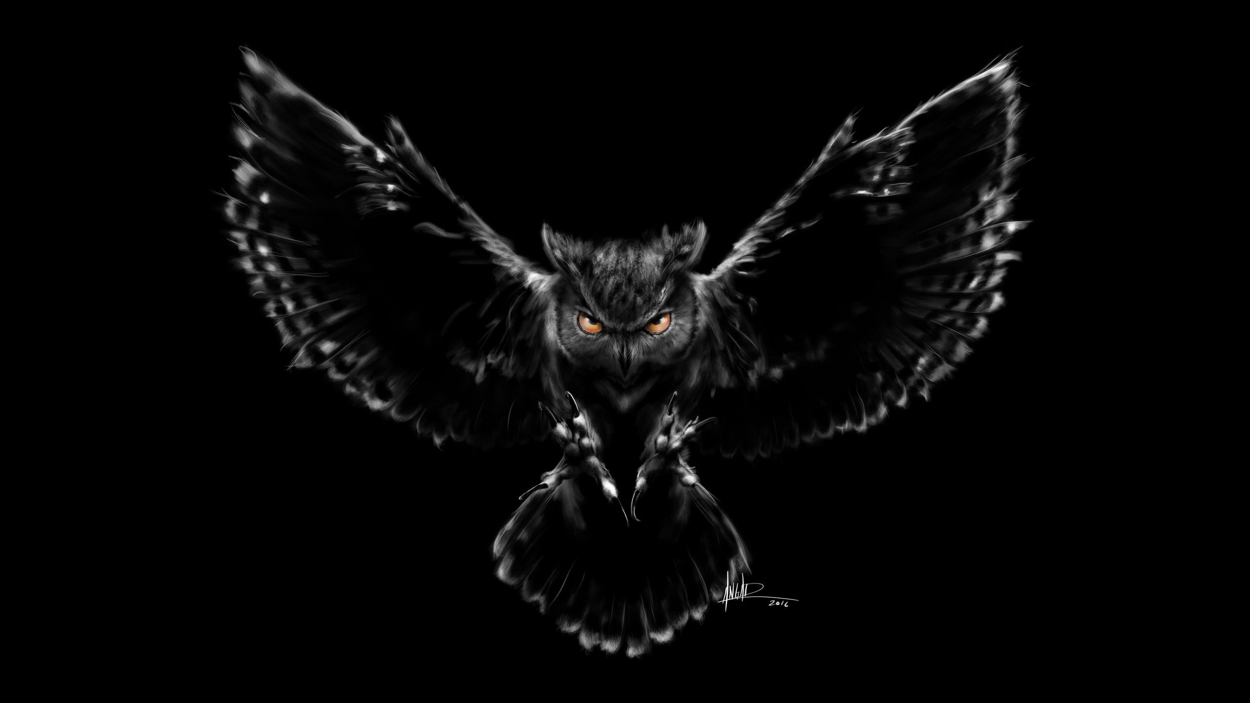 Black And White Owl Pictures Wallpapers