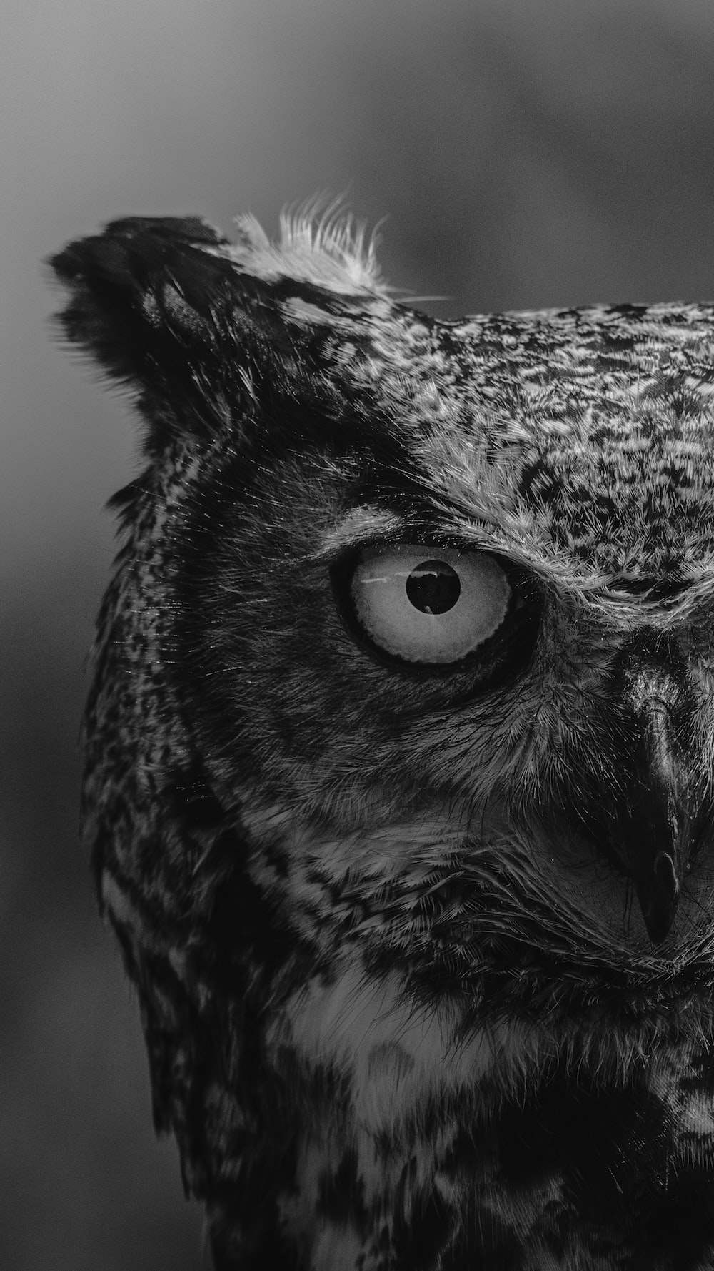 Black And White Owl Pictures Wallpapers