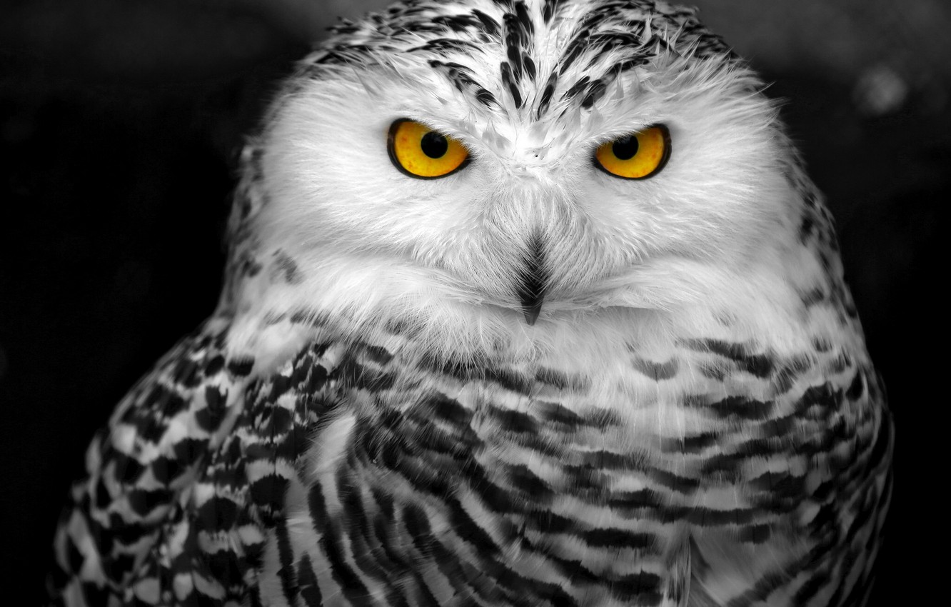 Black And White Owl Pictures Wallpapers