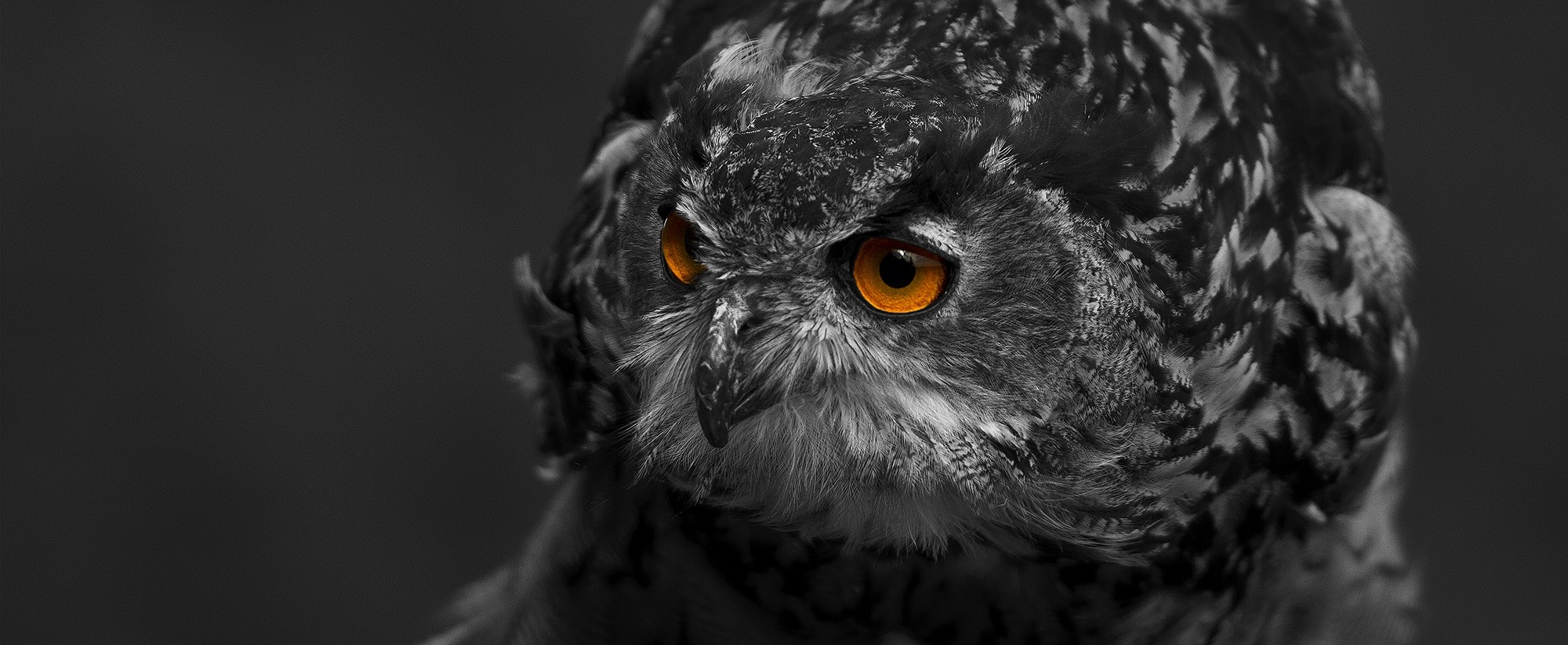 Black And White Owl Pictures Wallpapers