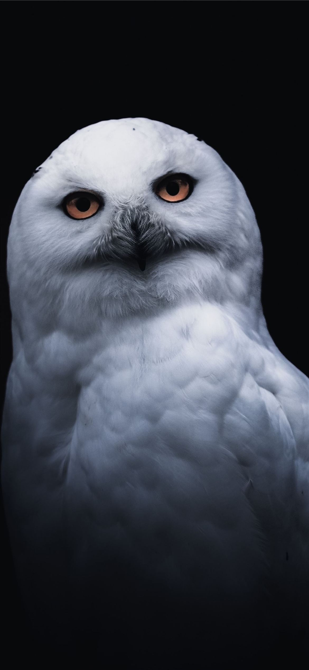 Black And White Owl Pictures Wallpapers