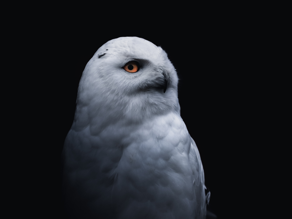 Black And White Owl Pictures Wallpapers