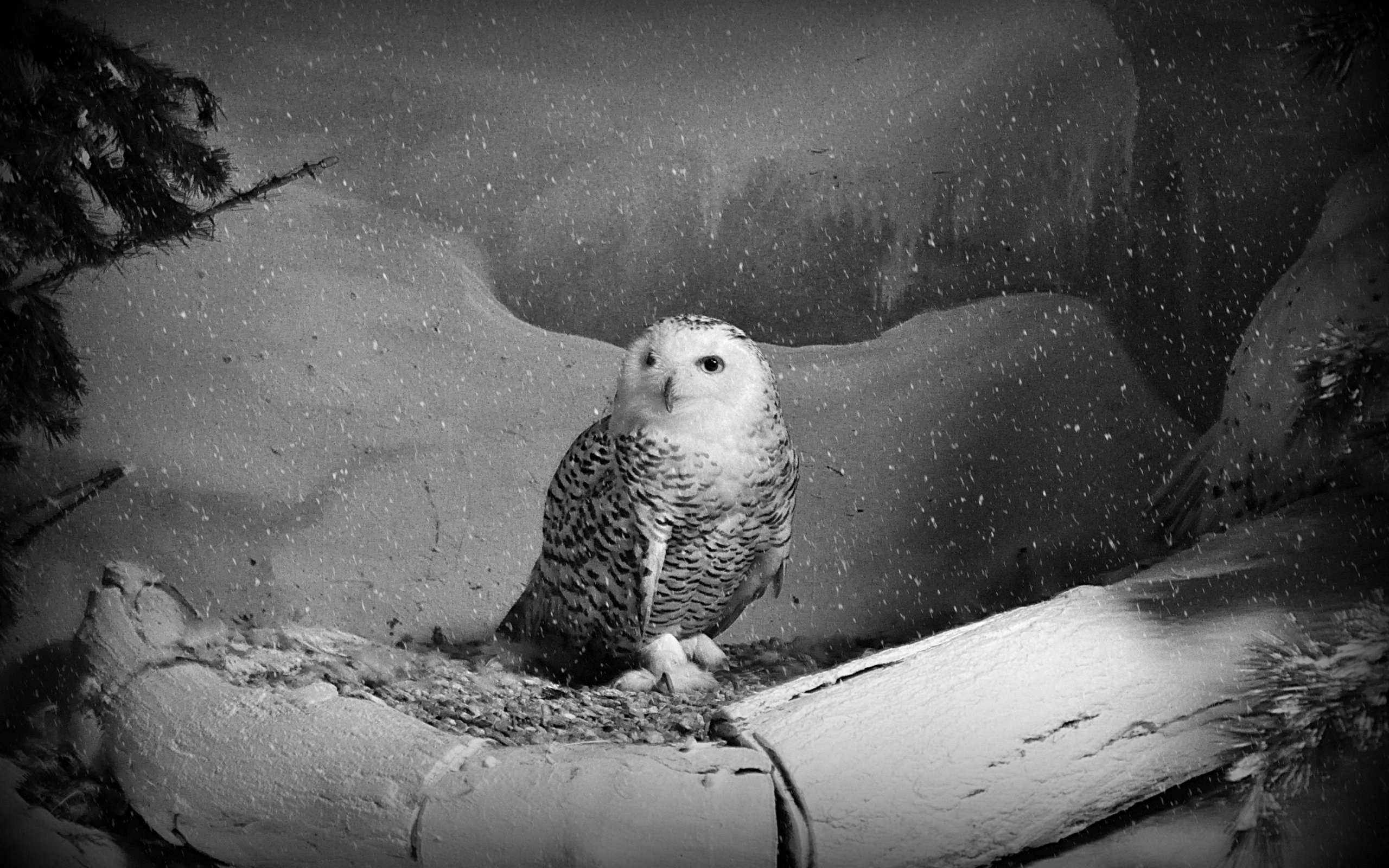 Black And White Owl Pictures Wallpapers