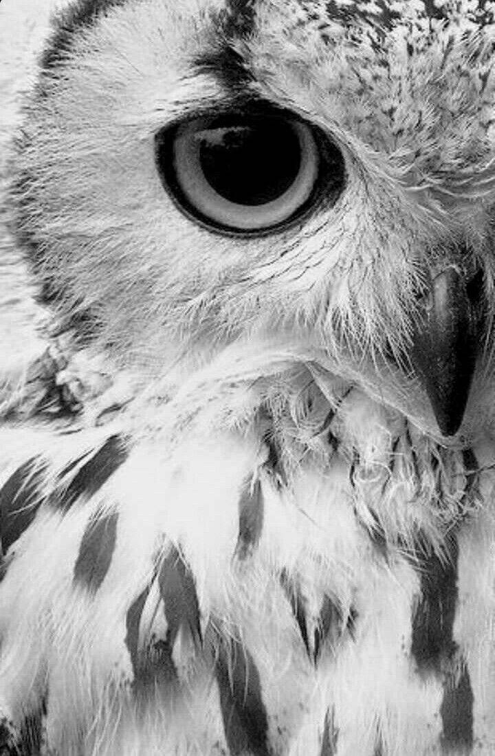 Black And White Owl Pictures Wallpapers