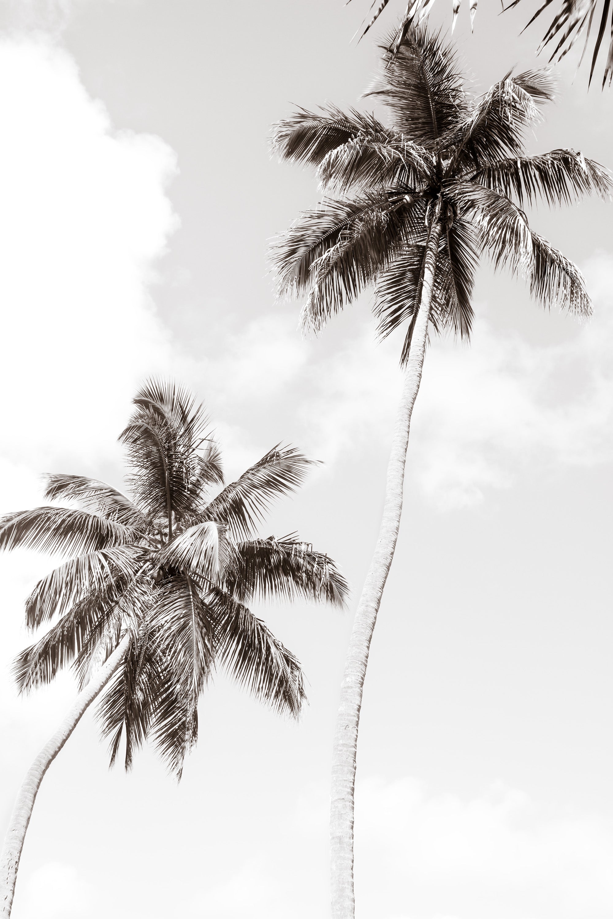 Black And White Palm Tree Wallpapers