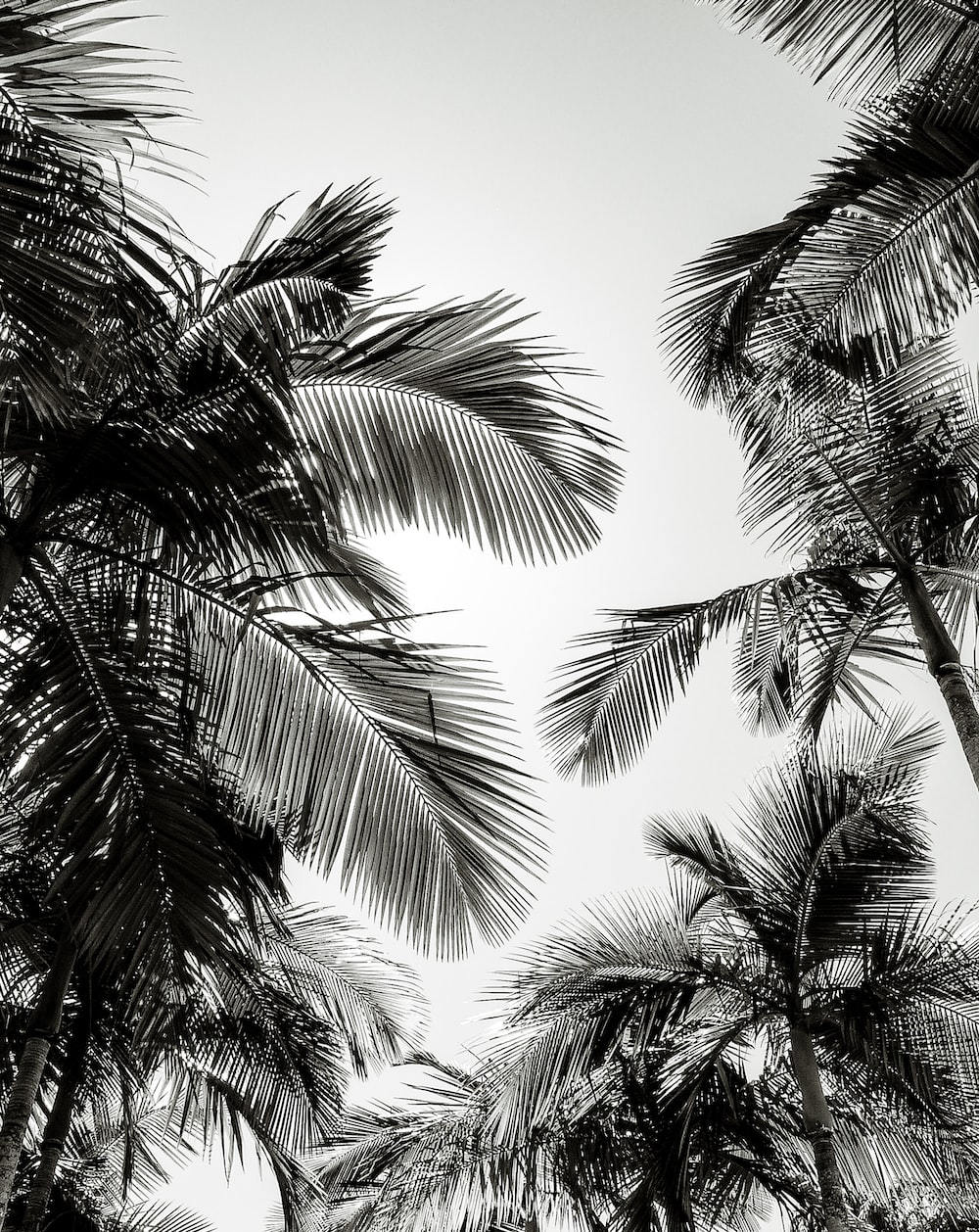 Black And White Palm Tree Wallpapers