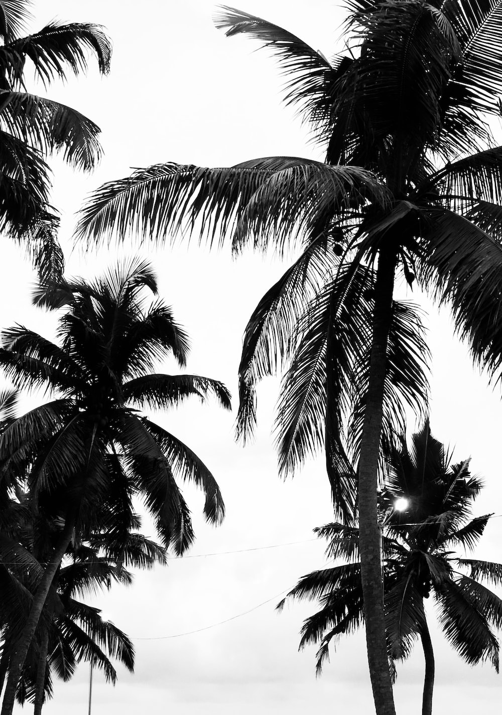 Black And White Palm Tree Wallpapers