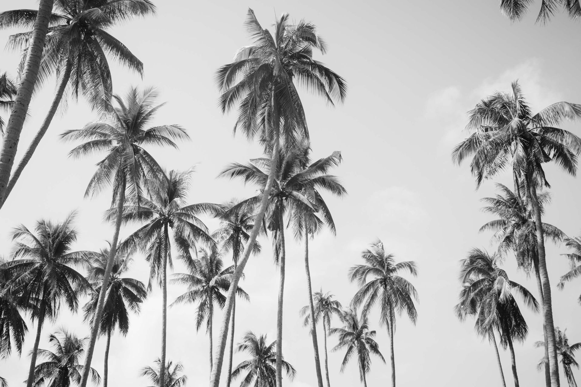 Black And White Palm Tree Wallpapers