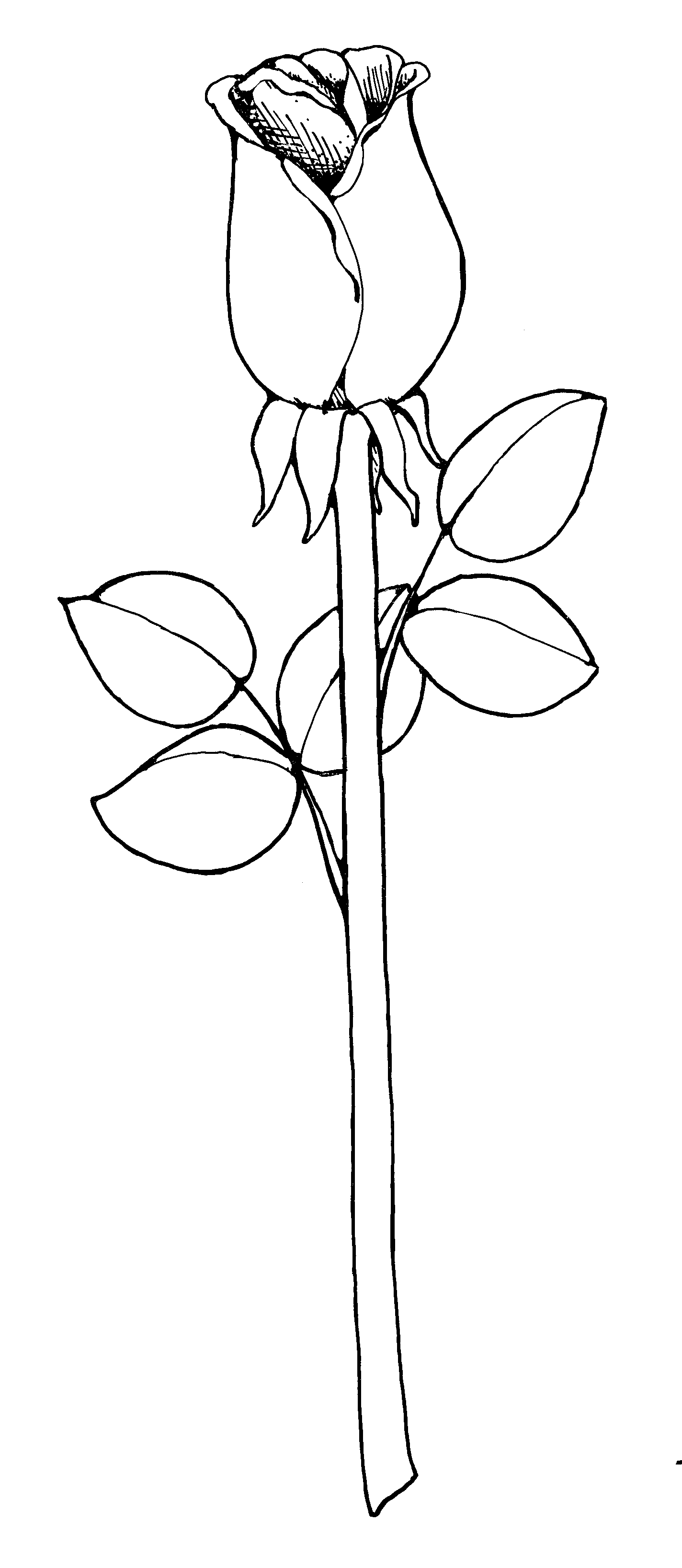 Black And White Rose Drawing Wallpapers