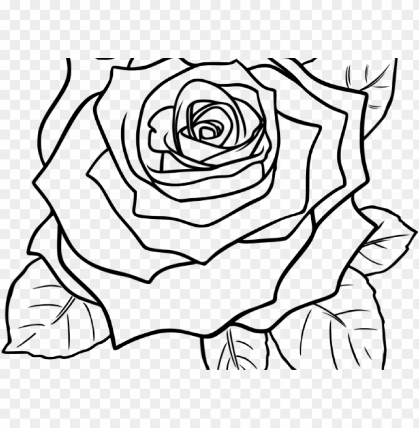 Black And White Rose Drawing Wallpapers