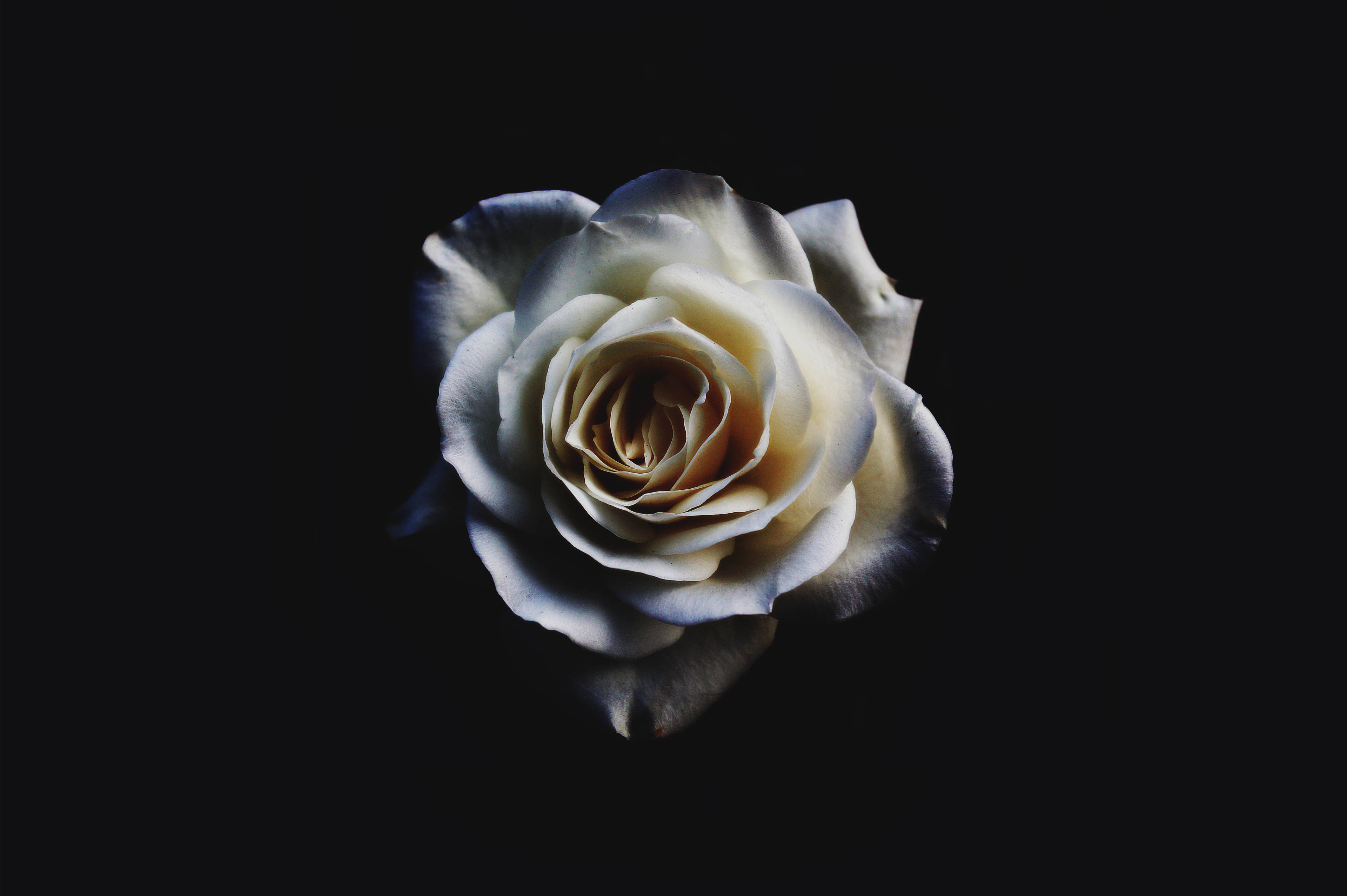 Black And White Roses Wallpapers