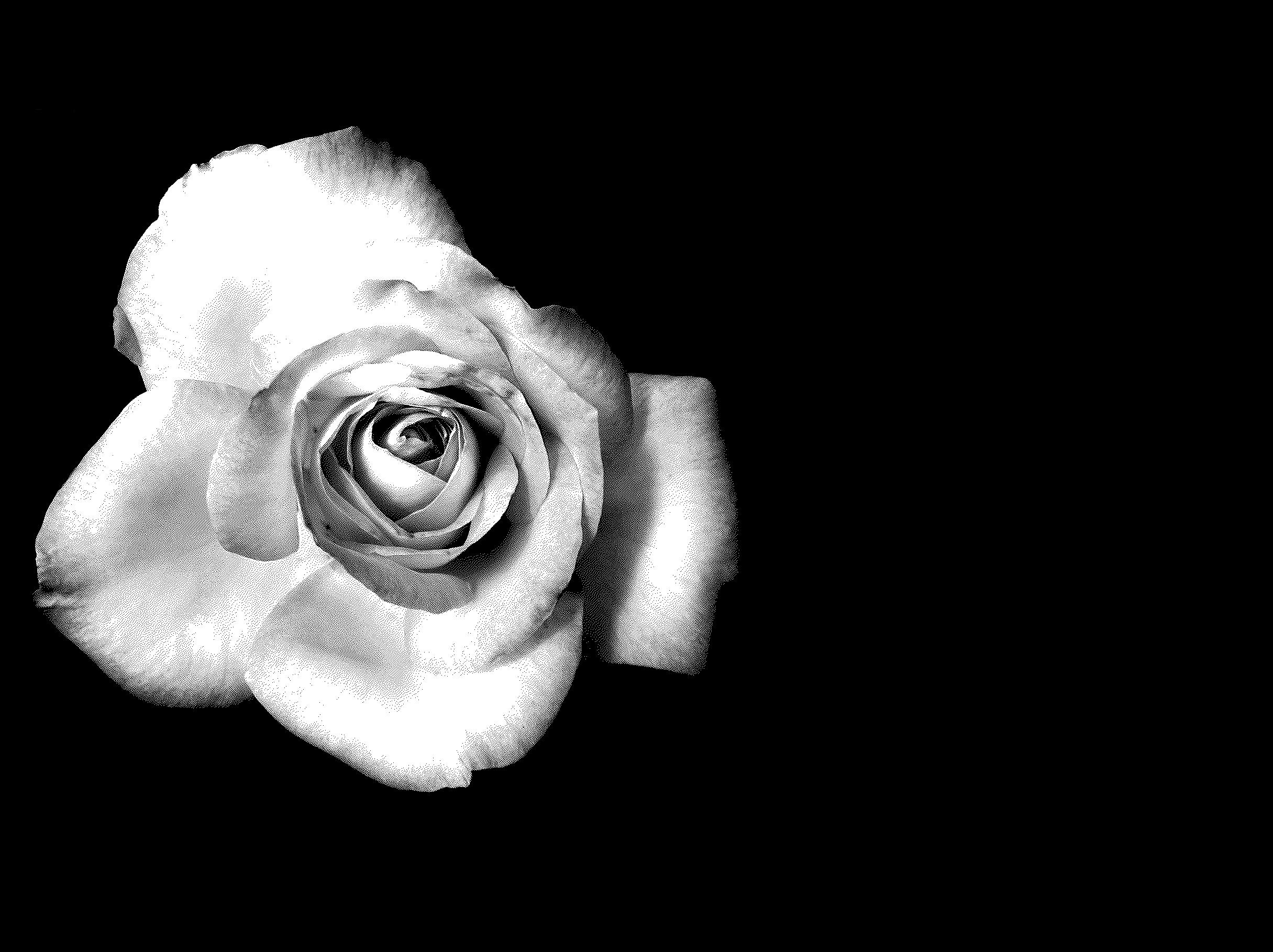 Black And White Roses Wallpapers