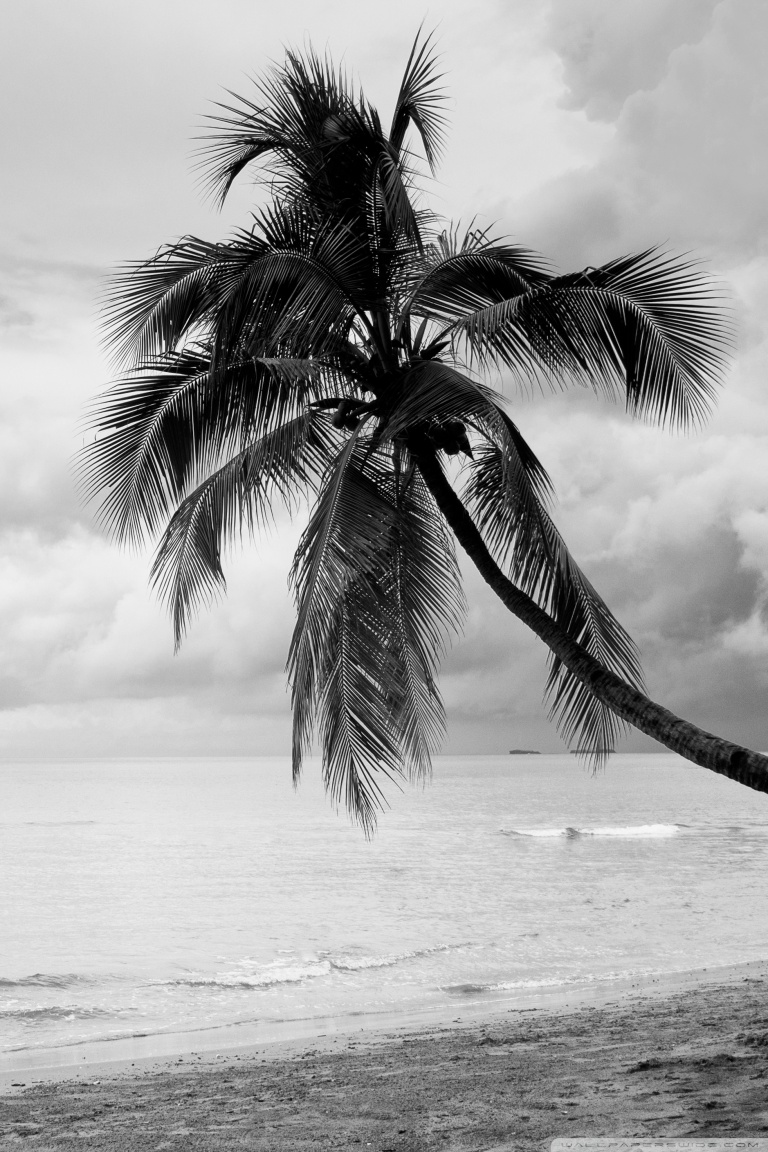 Black And White Tree Wallpapers