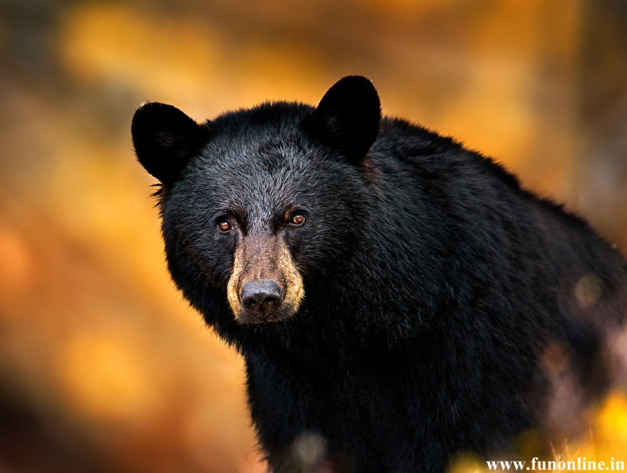 Black Bear Wallpapers