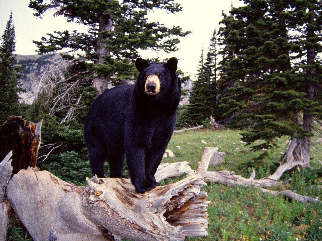 Black Bear Wallpapers