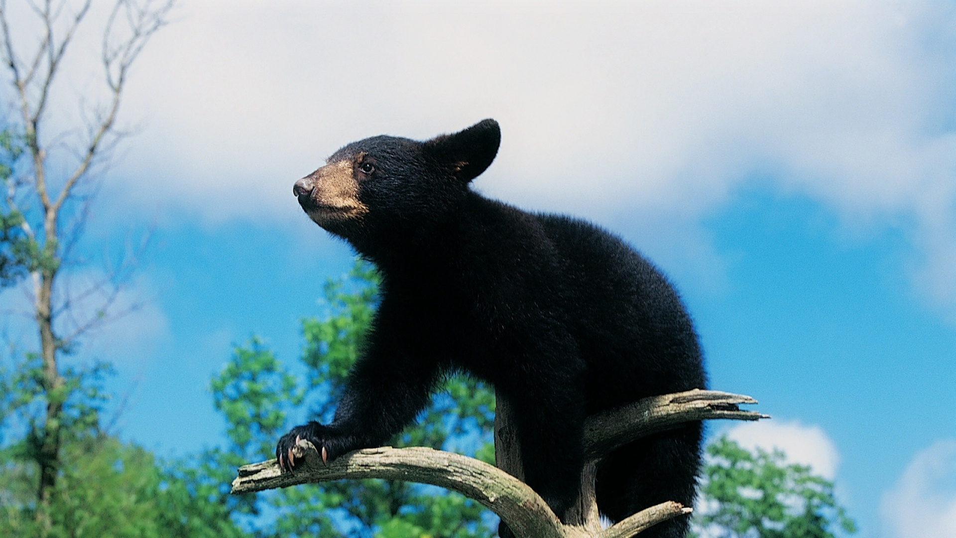 Black Bear Wallpapers