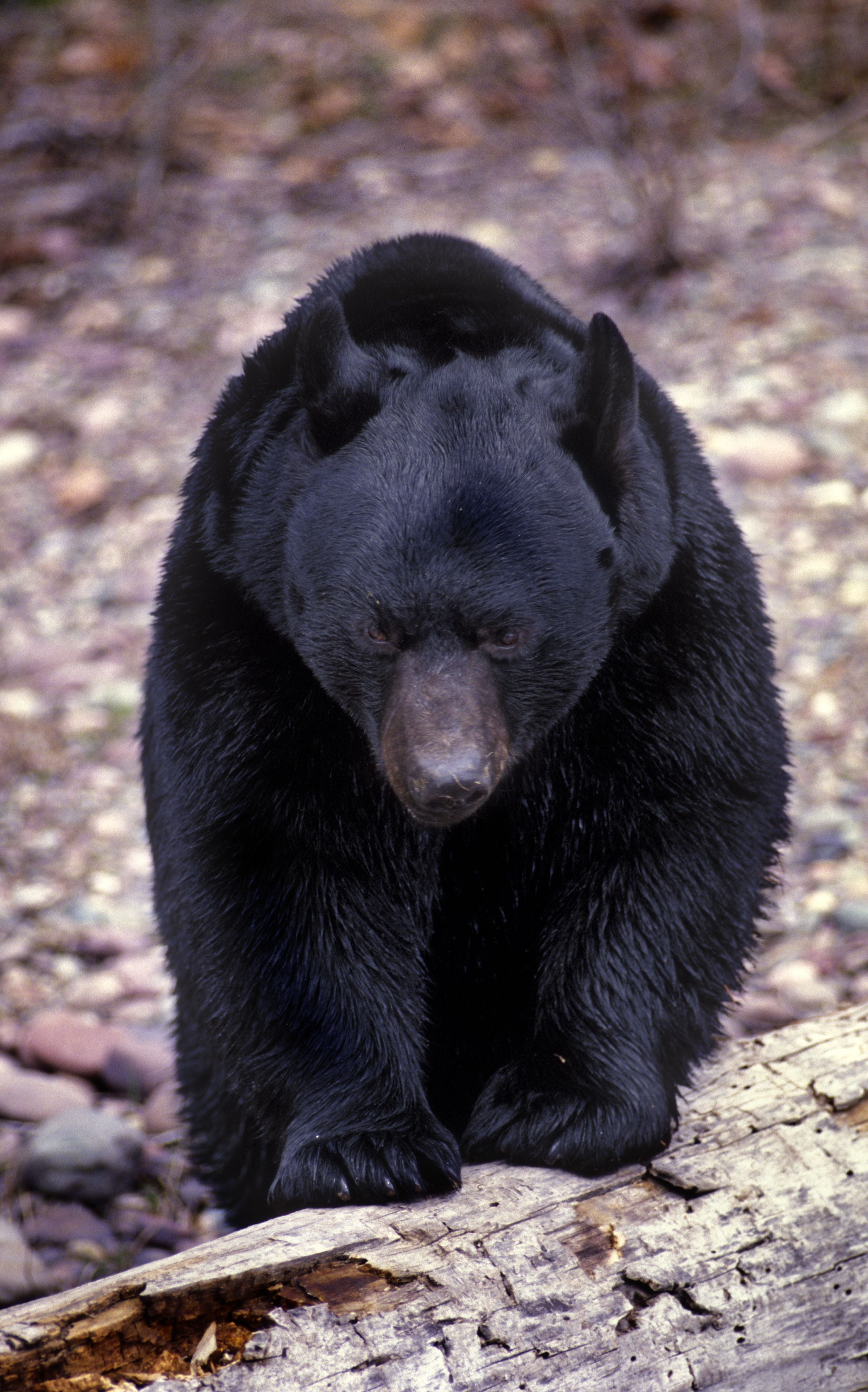 Black Bear Wallpapers