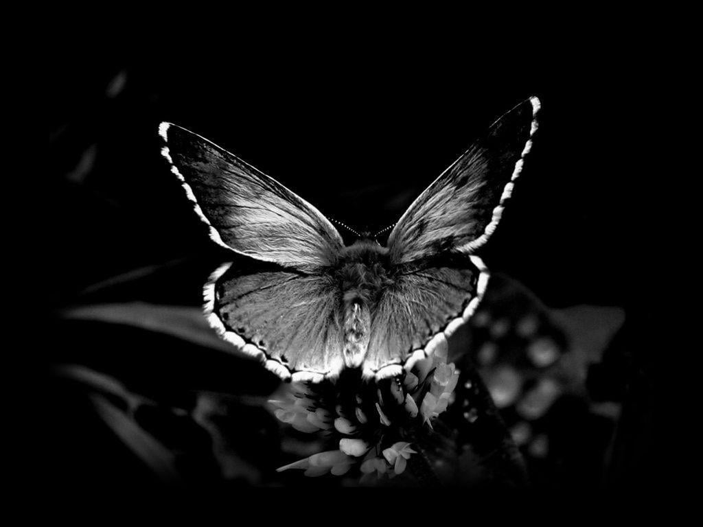 Black Butterfly Wallpapers