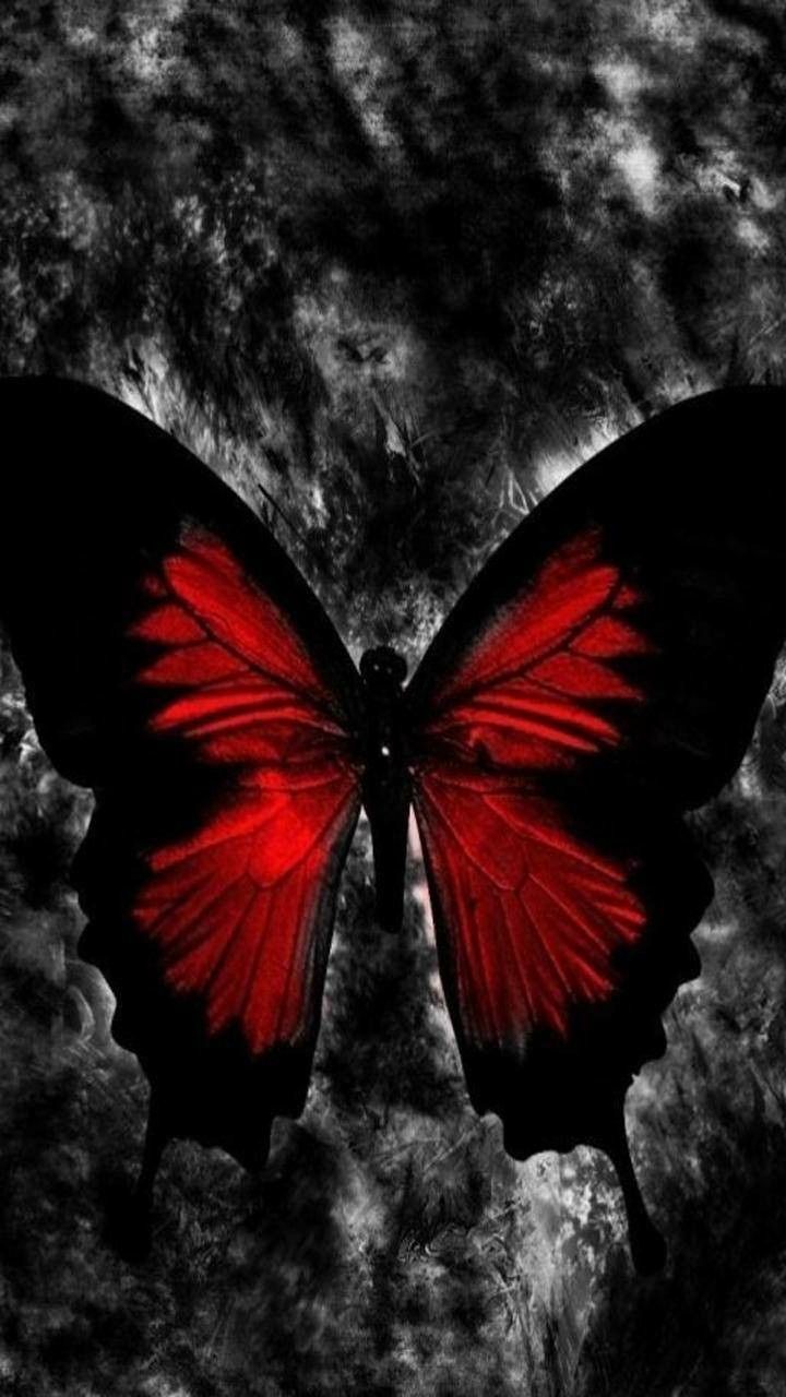 Black Butterfly Wallpapers