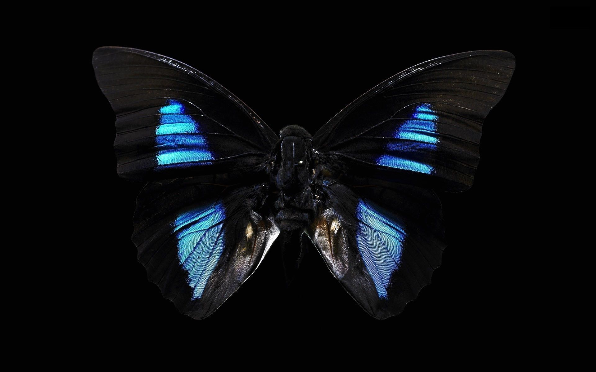 Black Butterfly Wallpapers