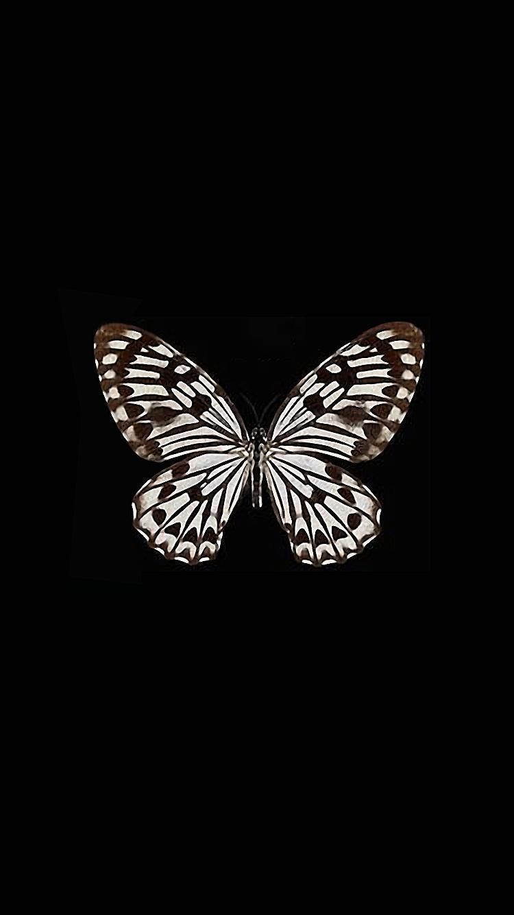 Black Butterfly Wallpapers