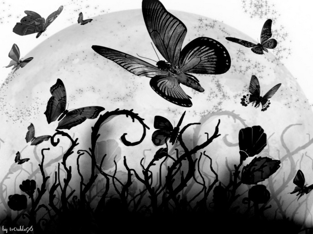 Black Butterfly Wallpapers