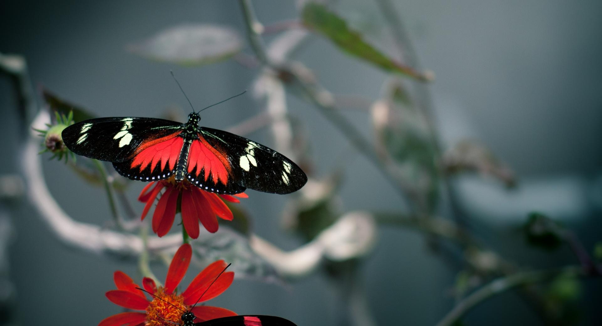 Black Butterfly Wallpapers