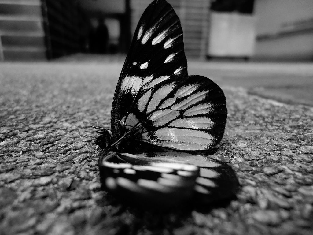 Black Butterfly Wallpapers