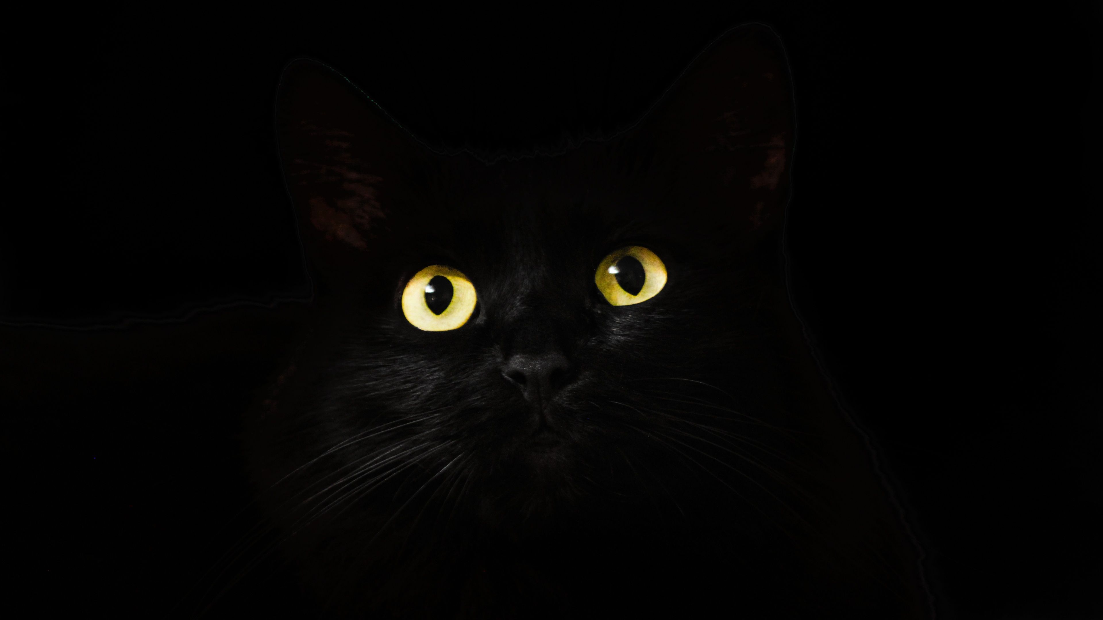 Black Cat Eye Wallpapers