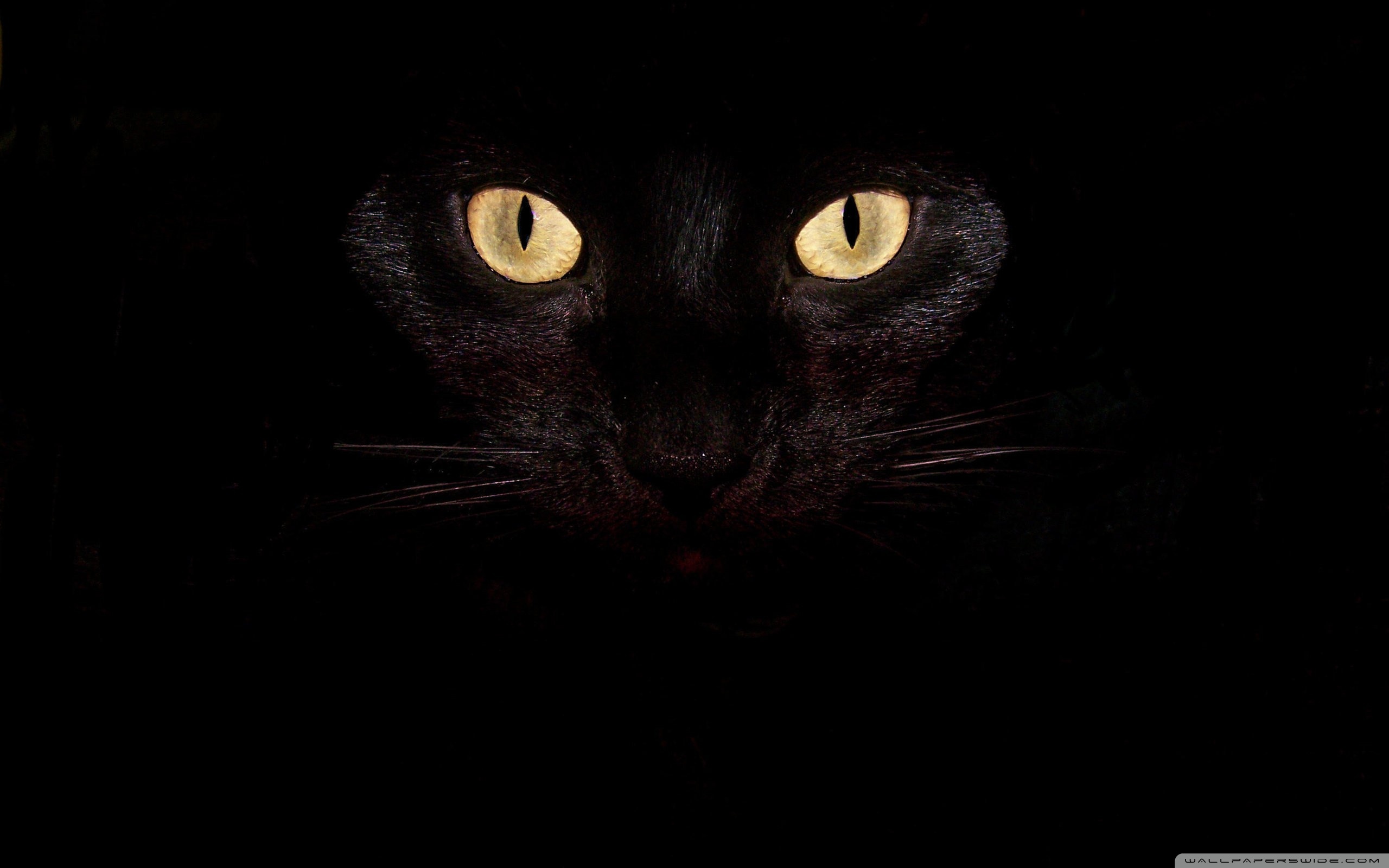 Black Cat Eye Wallpapers