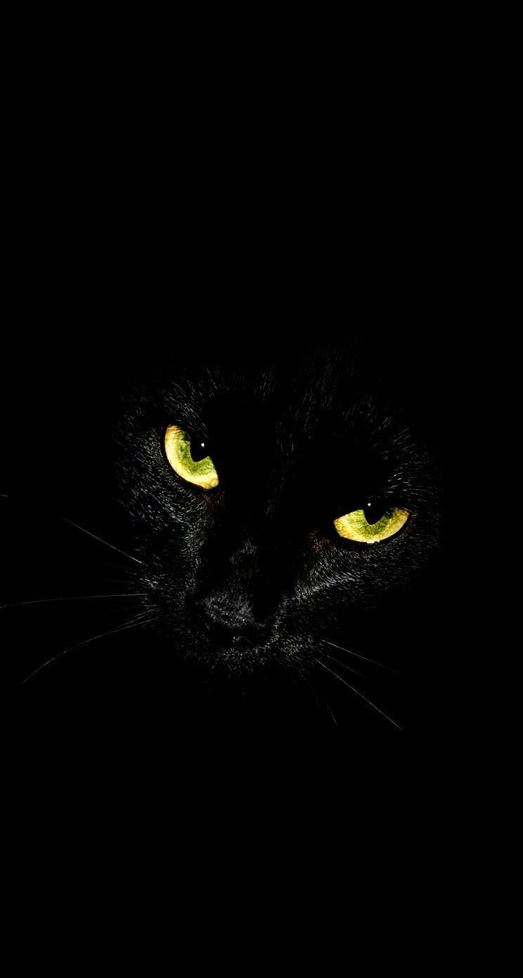 Black Cat Phone Wallpapers