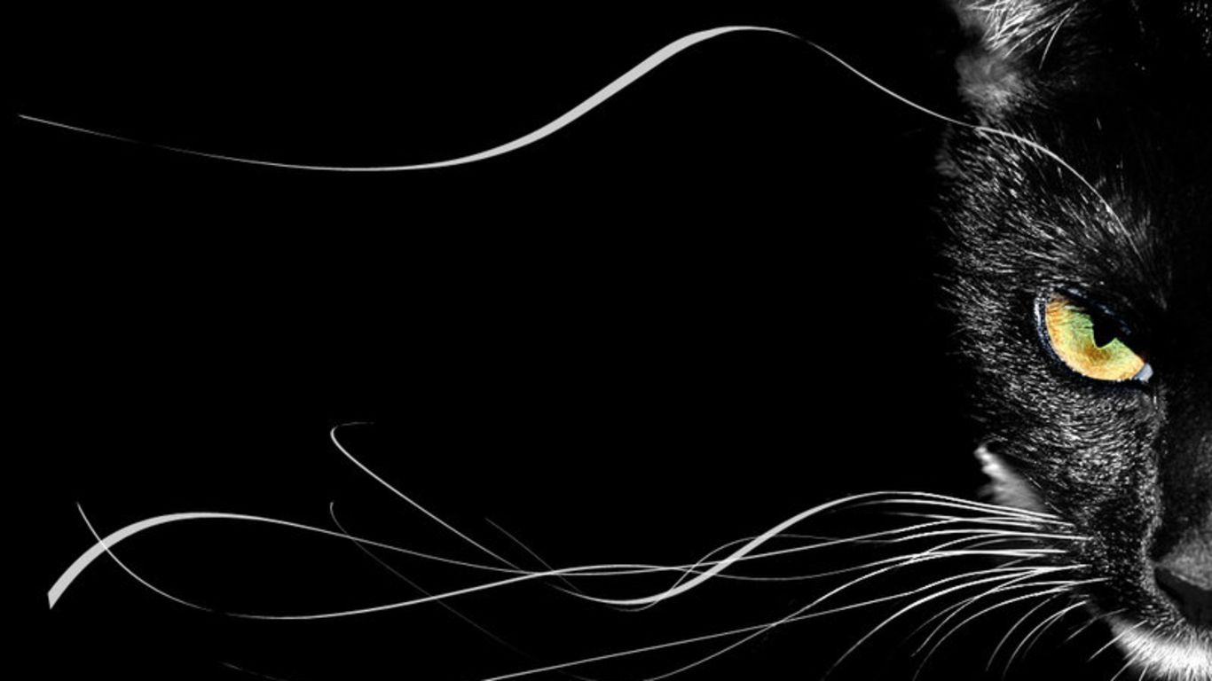 Black Cat Screensaver Wallpapers