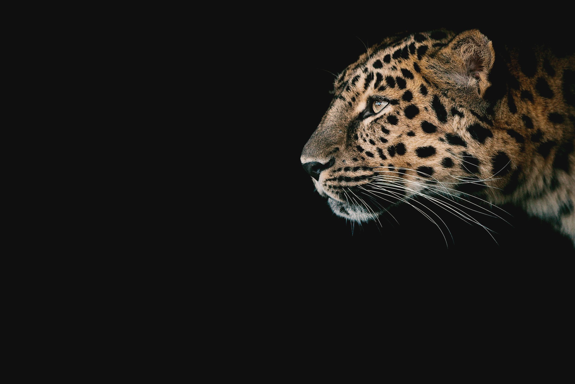 Black Cheetah Wallpapers