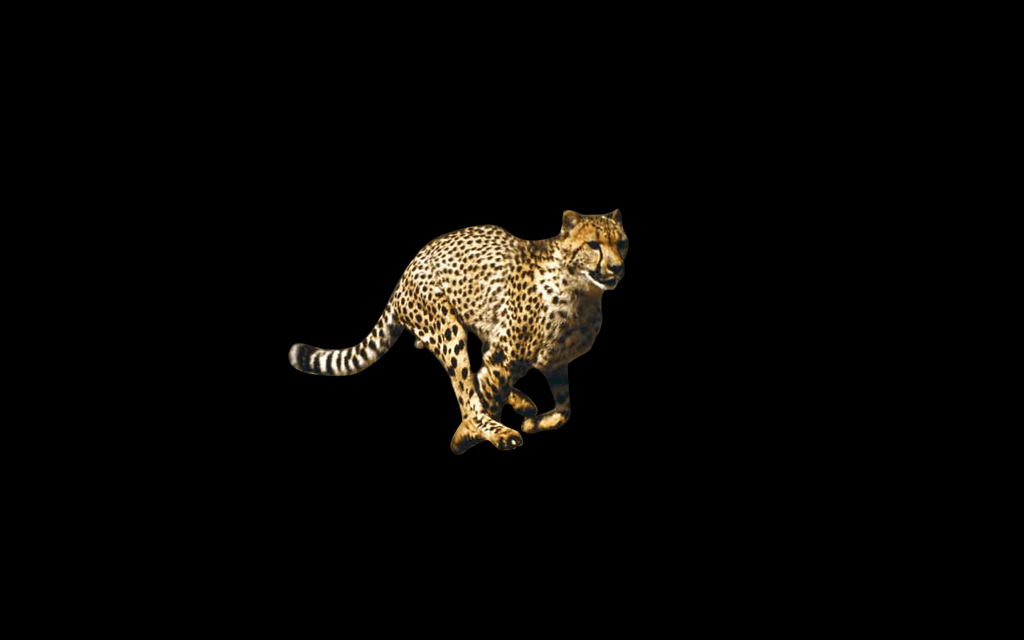 Black Cheetah Wallpapers