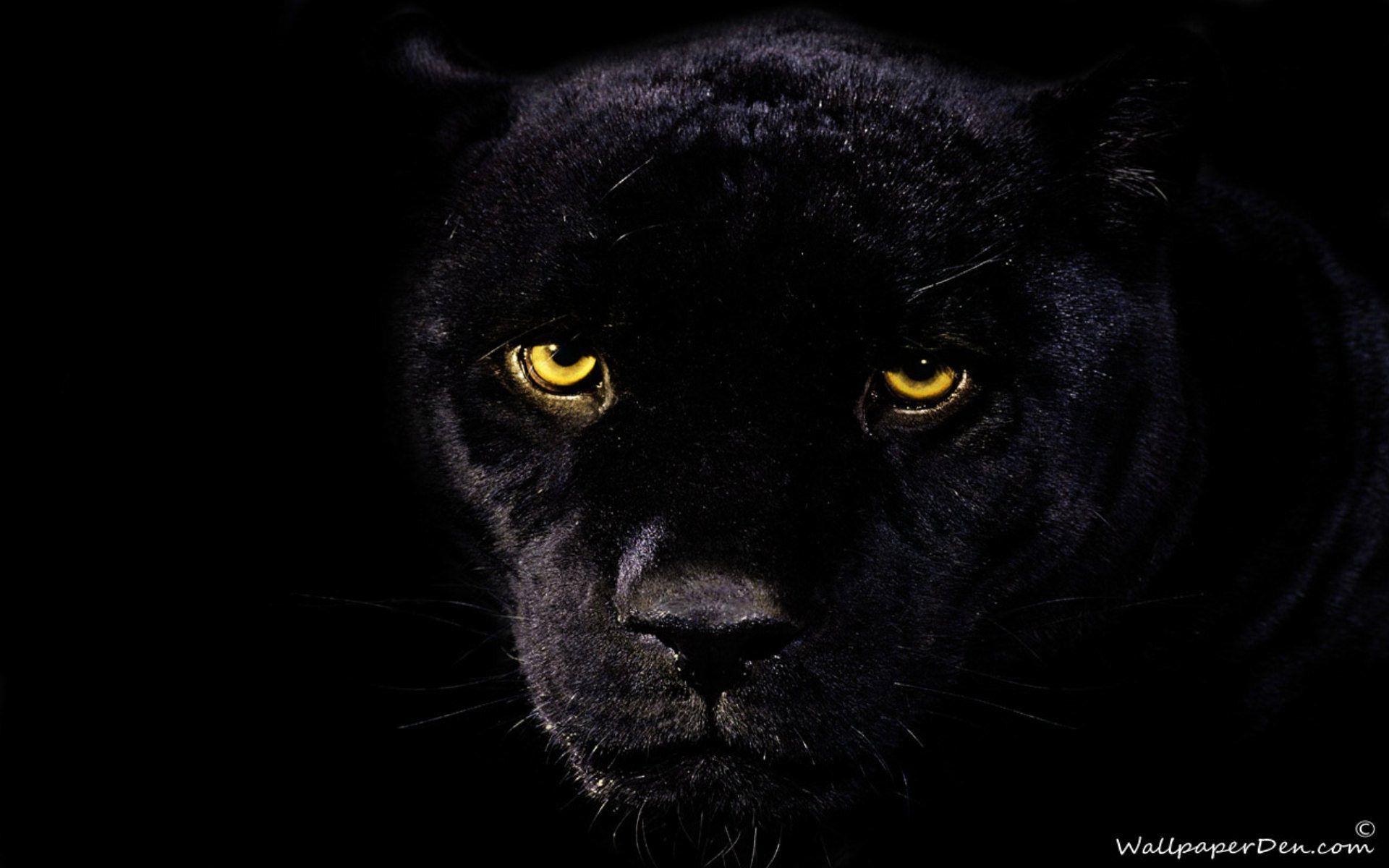 Black Cheetah Wallpapers