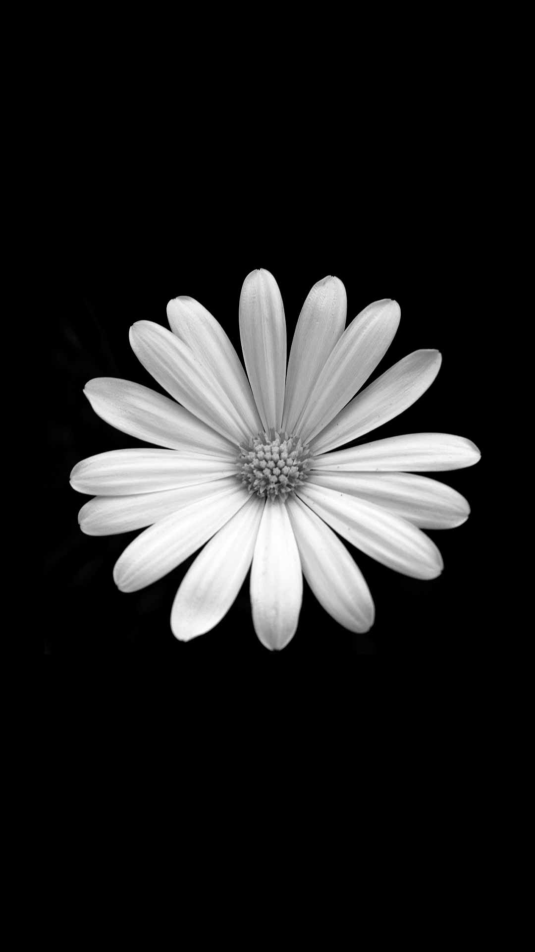 Black Daisy Wallpapers