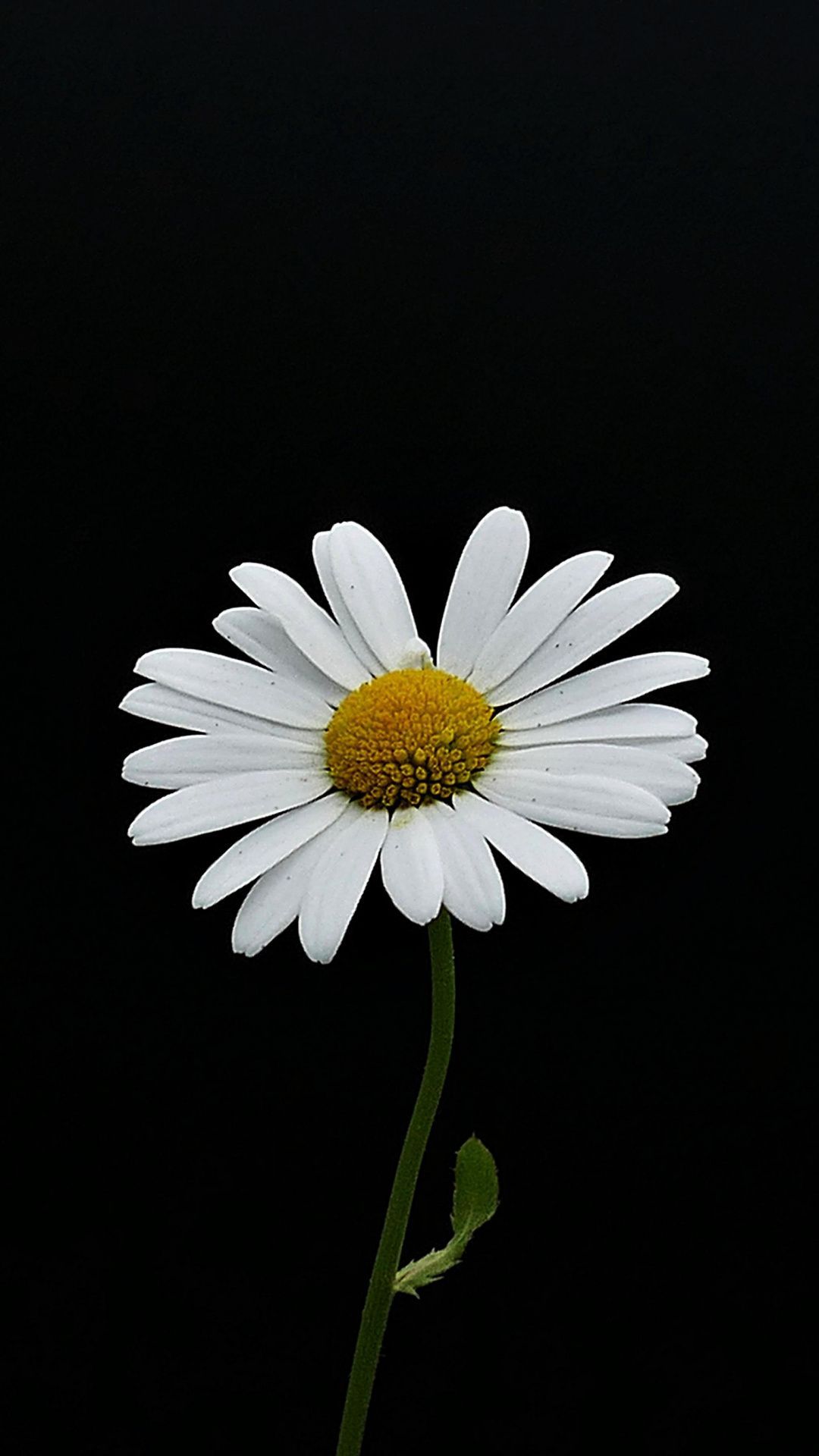 Black Daisy Wallpapers