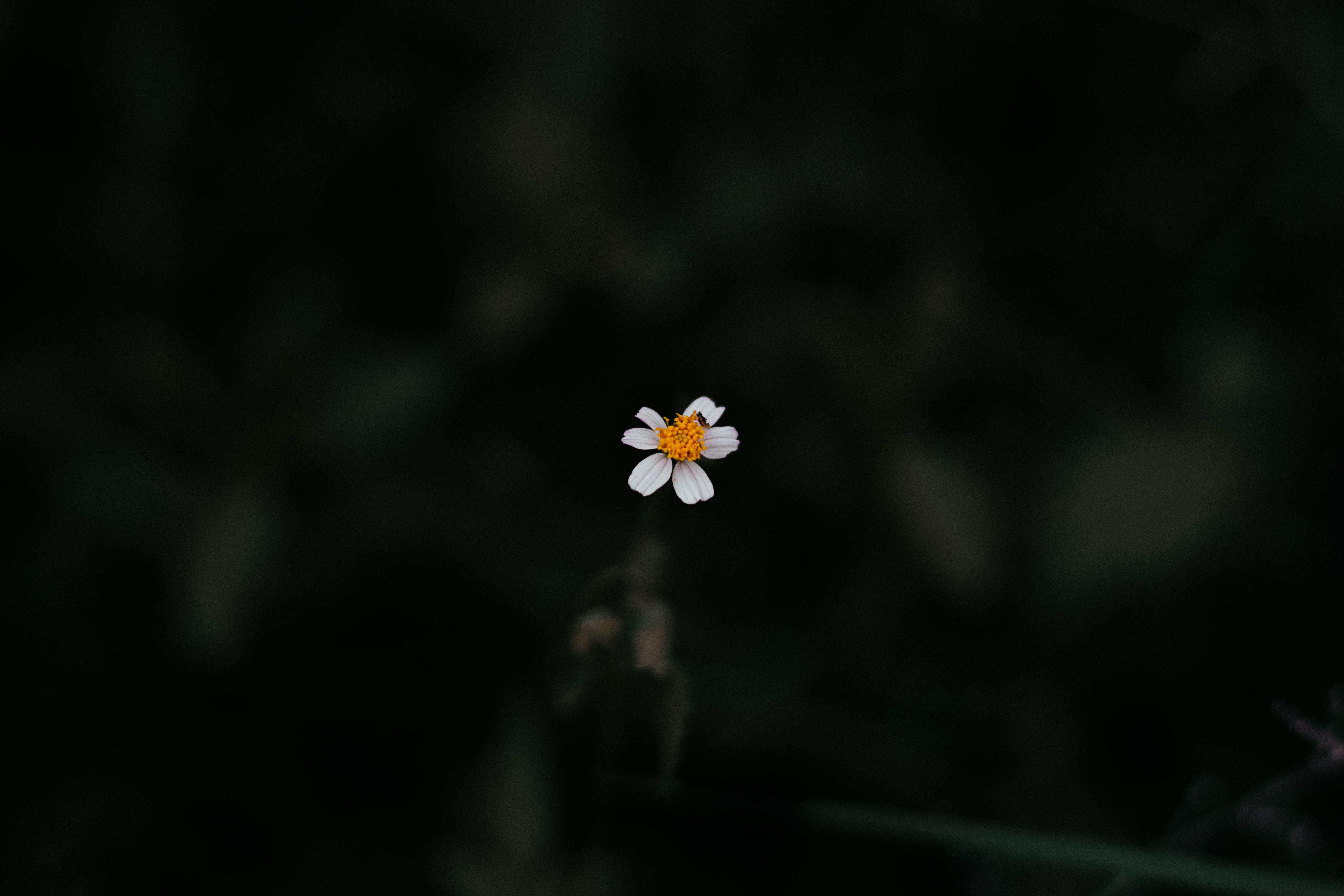 Black Daisy Wallpapers