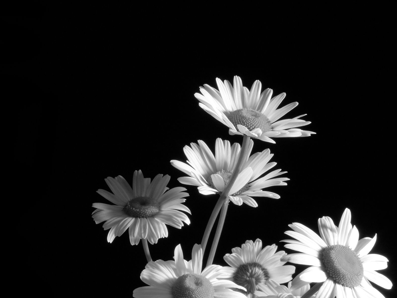 Black Daisy Wallpapers