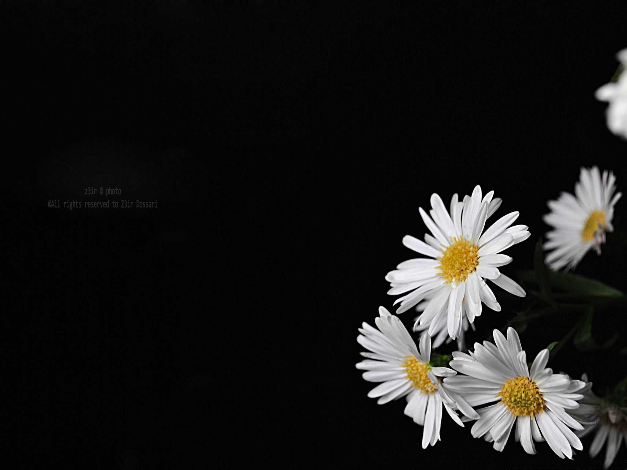 Black Daisy Wallpapers