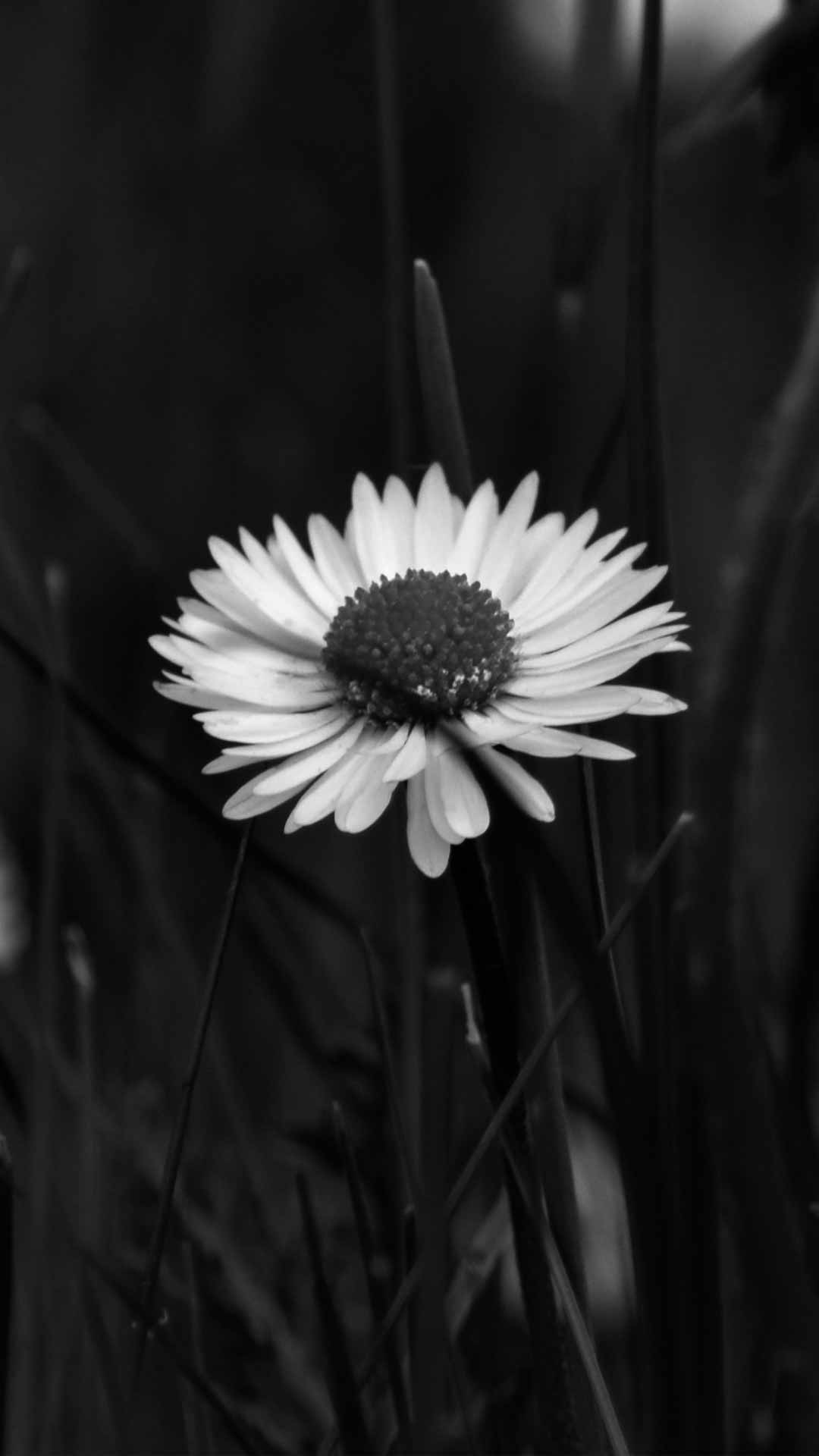 Black Daisy Wallpapers