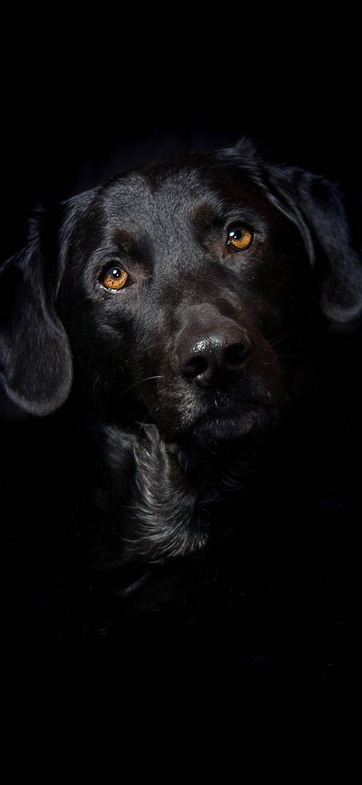 Black Dog Wallpapers