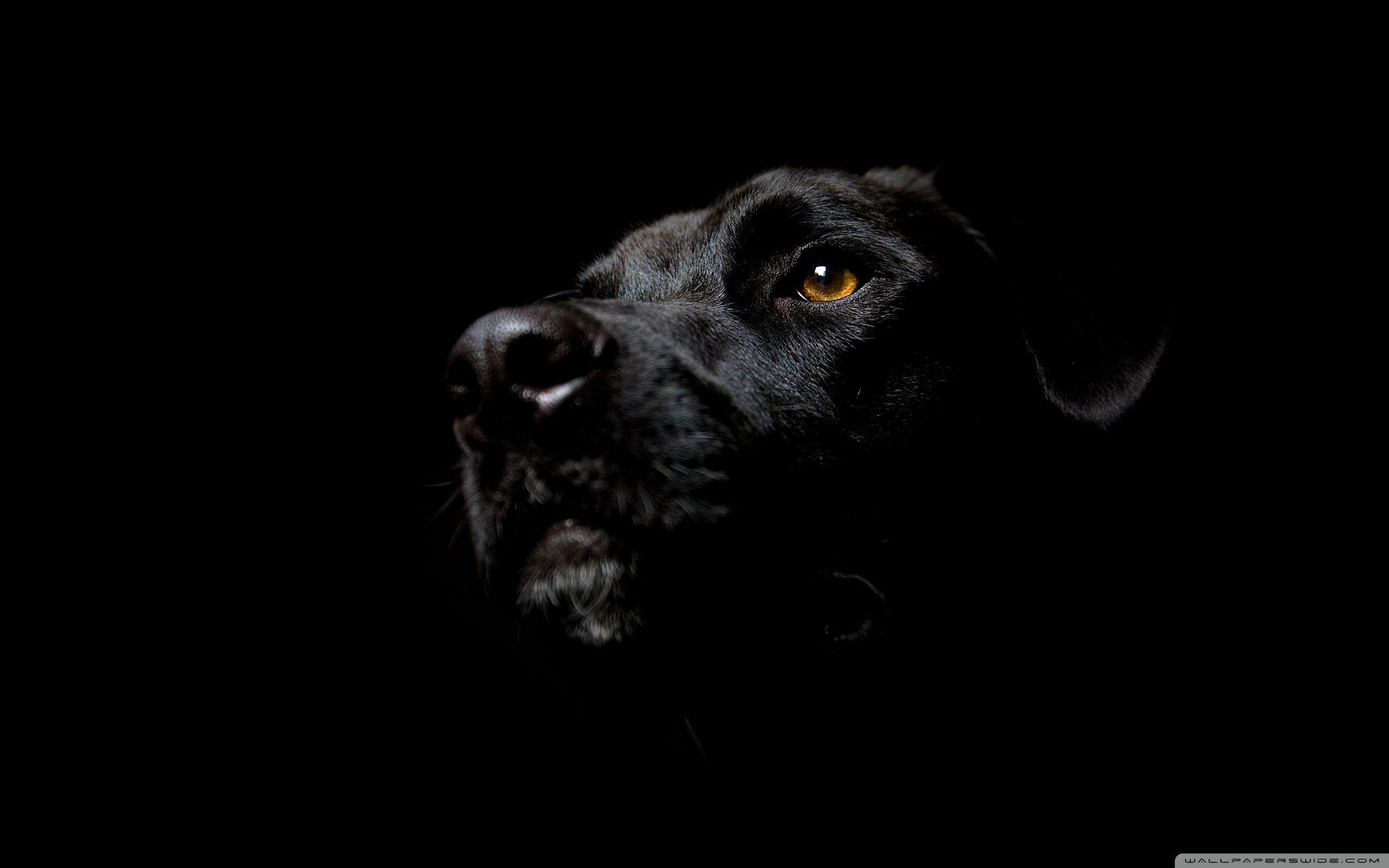 Black Dog Wallpapers