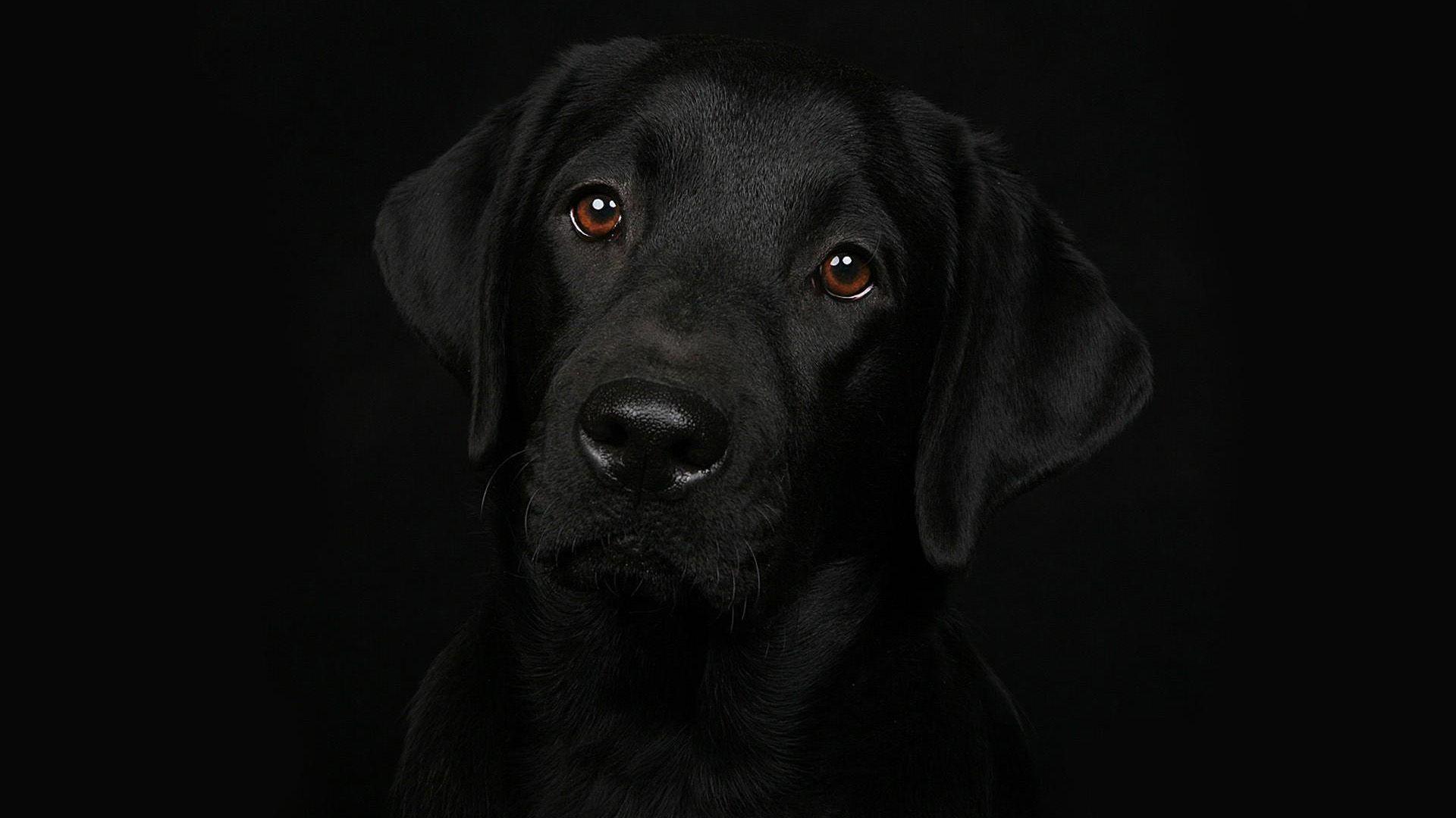 Black Dog Wallpapers