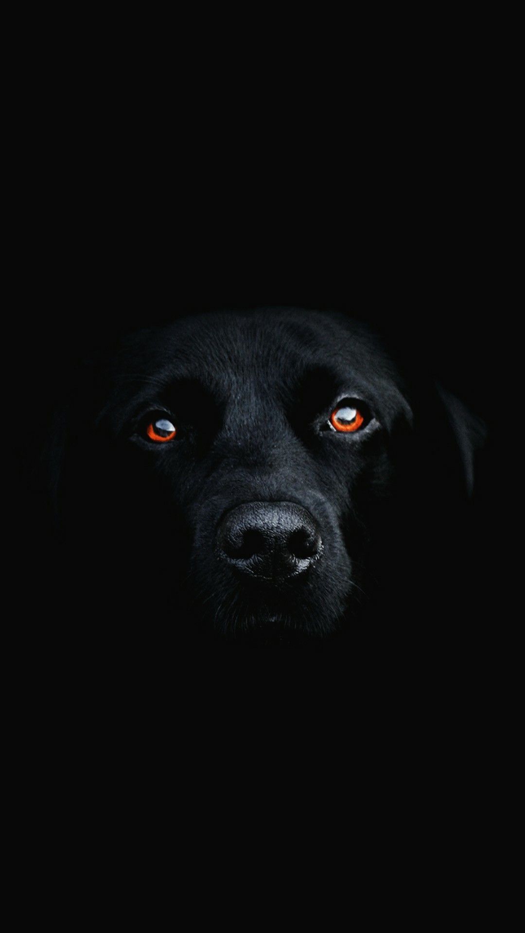 Black Dog Wallpapers